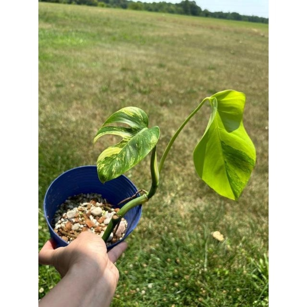 Monstera Aurea Variegated – Exact Live Rooted Plant - US Seller - A3